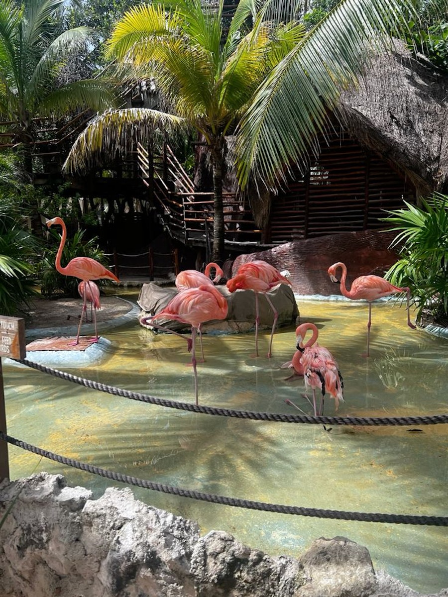 AFamosa Safari Wonderland