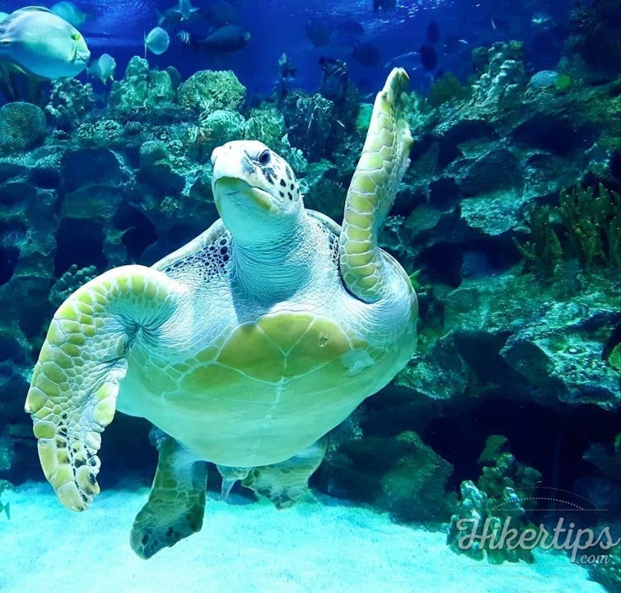 Kuala Lumpur,Malaysia