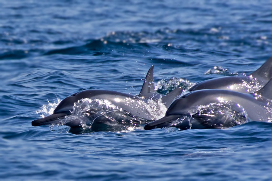 Dolphin & Whale Watching, Khasab, Oman