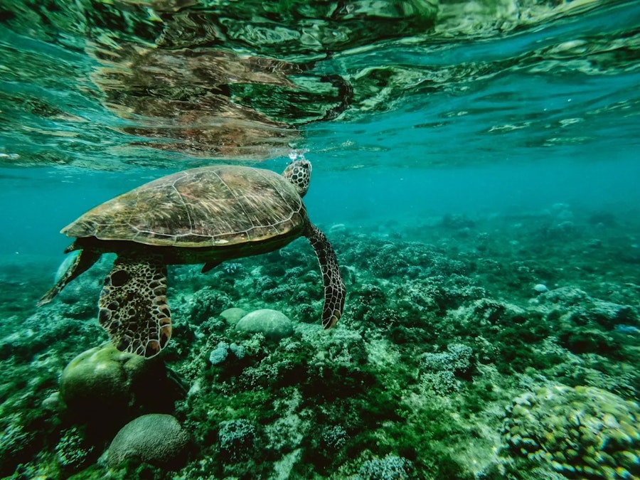 Turtles Watching 