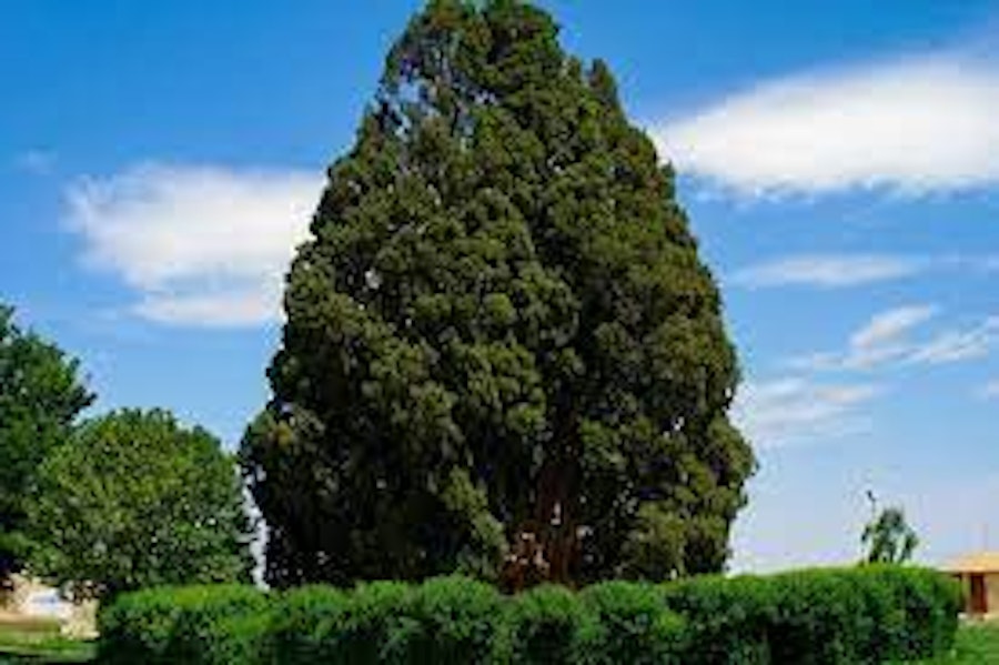 Cypress of Abarkuh, Abarkuh, Iran